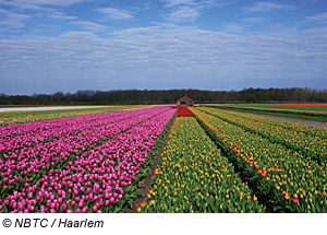 Tulpenfeld in Haarlem, Niederlande